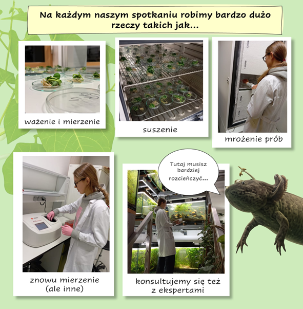 tutor: prof. dr hab. Iwona Ciereszko (we współpracy z doktorantką mgr Iloną Kulus, tutee: Weronika Kamińska